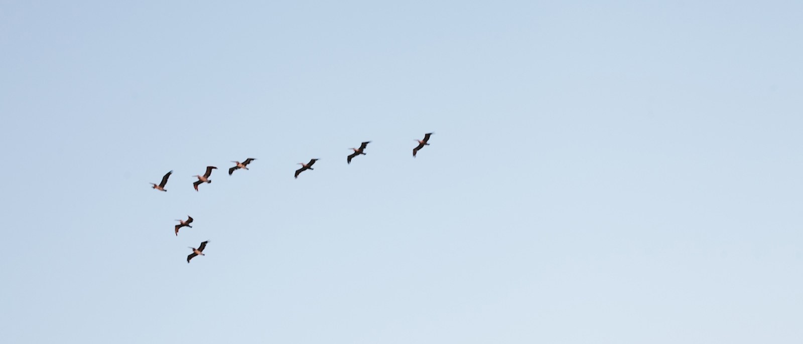 A skein of birds crossing an open sky.