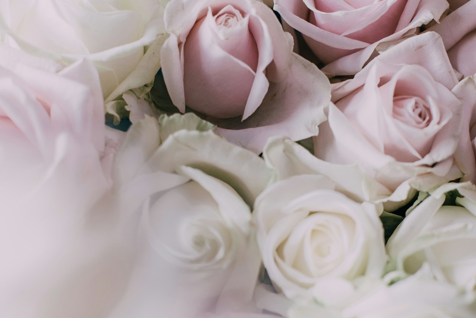 Pale pink and white roses, closely gathered.
